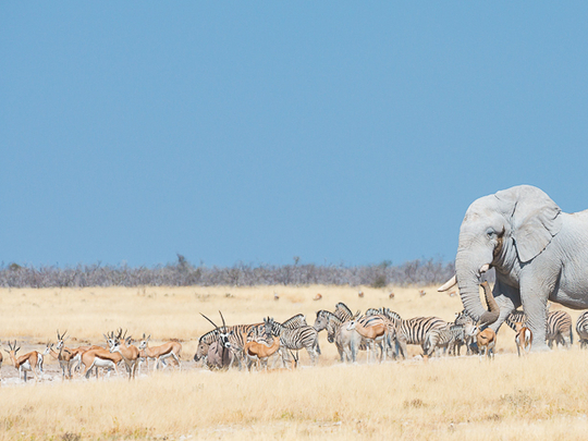 Travel Guide Etosha National Park | Namibia