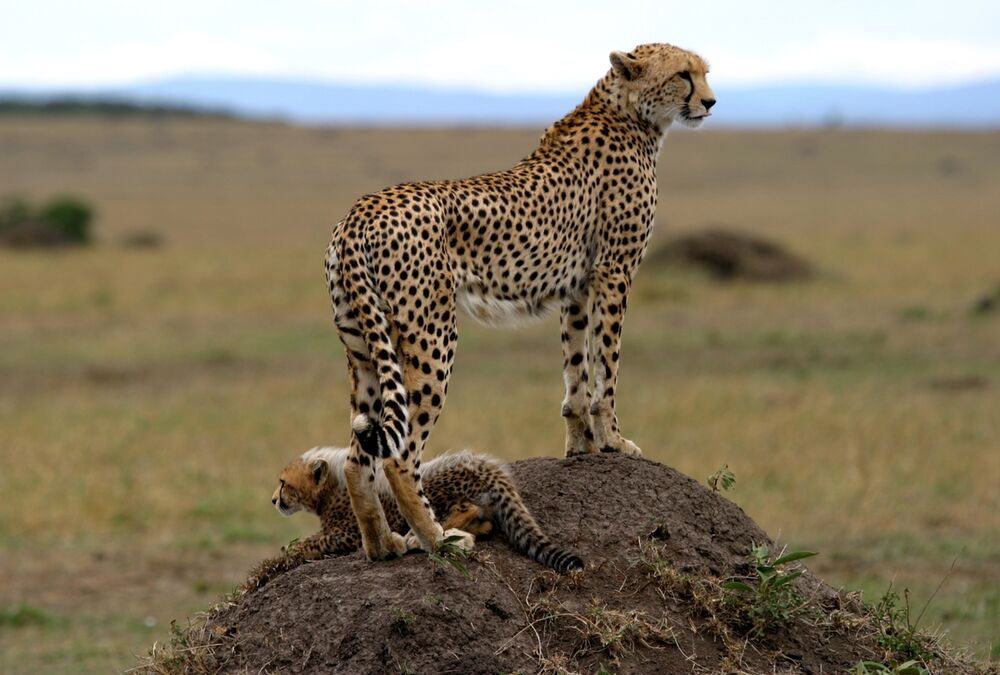 How expensive is an African safari?