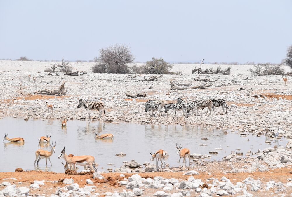 How expensive is an African safari?