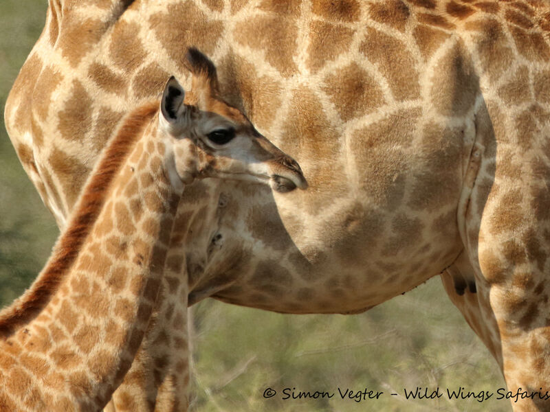 Why baby animals are so adorable and when it's the best time to see them!