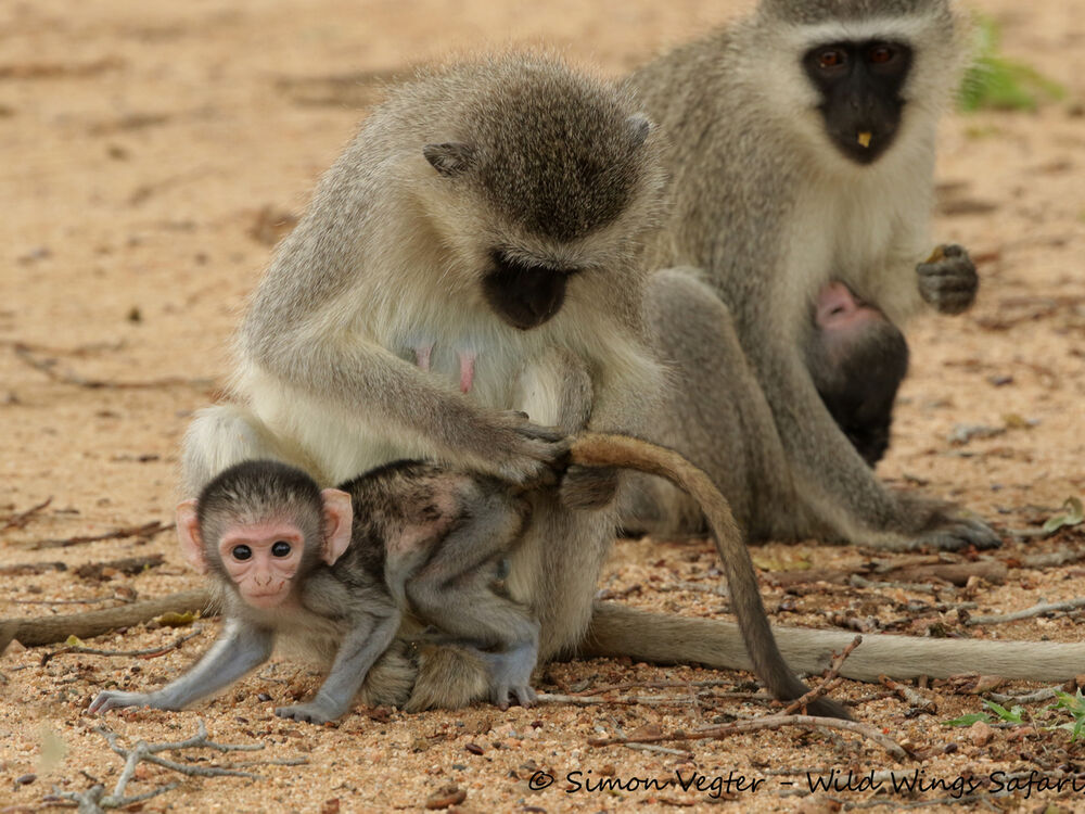Why baby animals are so adorable and when it's the best time to see them!