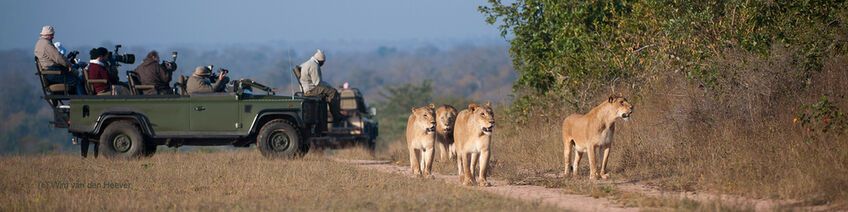 Travel Guide Kruger Park & Private Game Reserves - Safari Guide