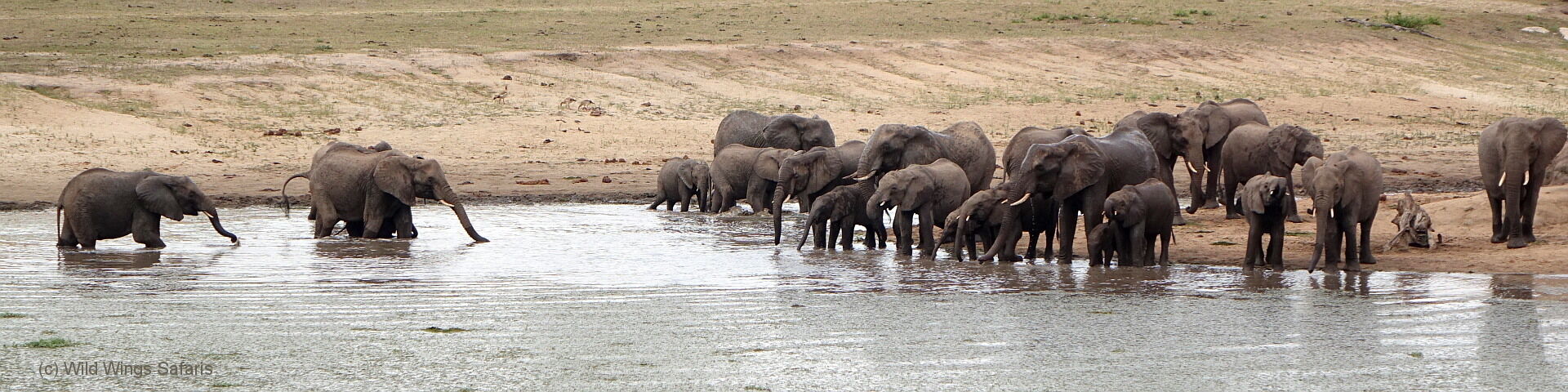 Aberdare National Park Elephants at Waterhole