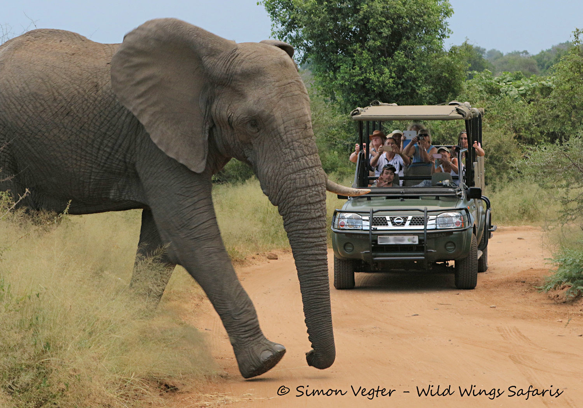 Travel Guide Kruger Park & Private Game Reserves - Safari Guide