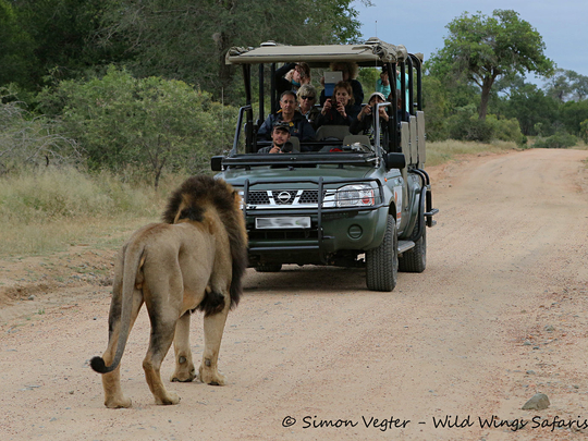 Travel Guide Kruger Park & Private Game Reserves - Safari Guide