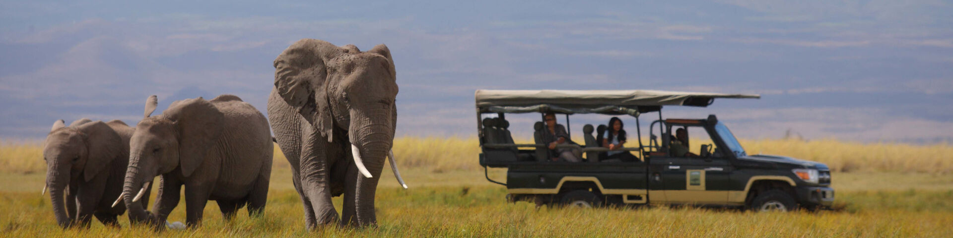 Amboseli Free Ranging Elephants Spotted on Game Drive in Kenya
