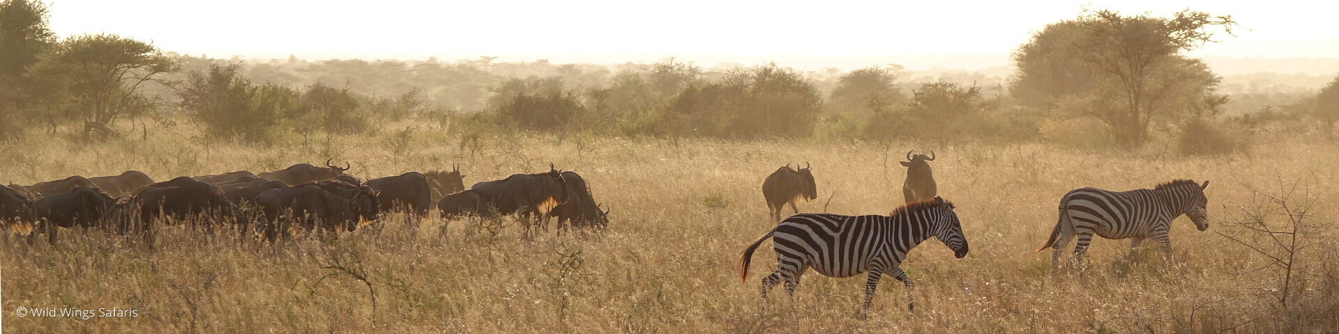 Kenya Conservancy Safari