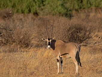 Travel Guide Samburu National Park