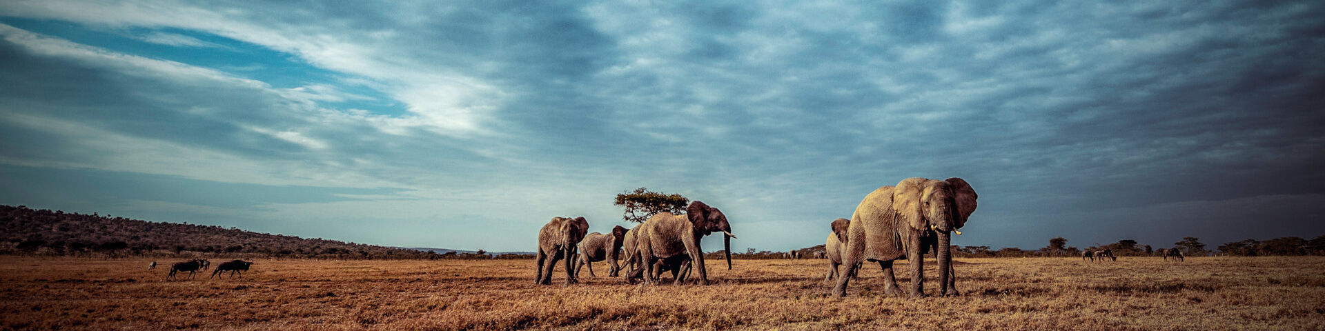 When to Visit Kenya Elephants on the Plains
