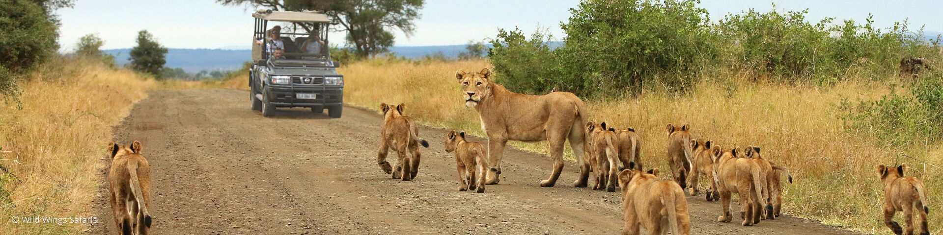Greater Kruger National Park Safaris