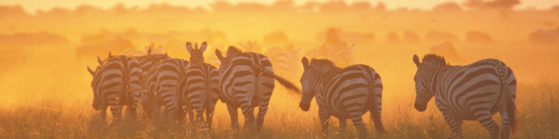Tours and Safaris to Tanzania Zebras at Dawn in West Kilimanjaro