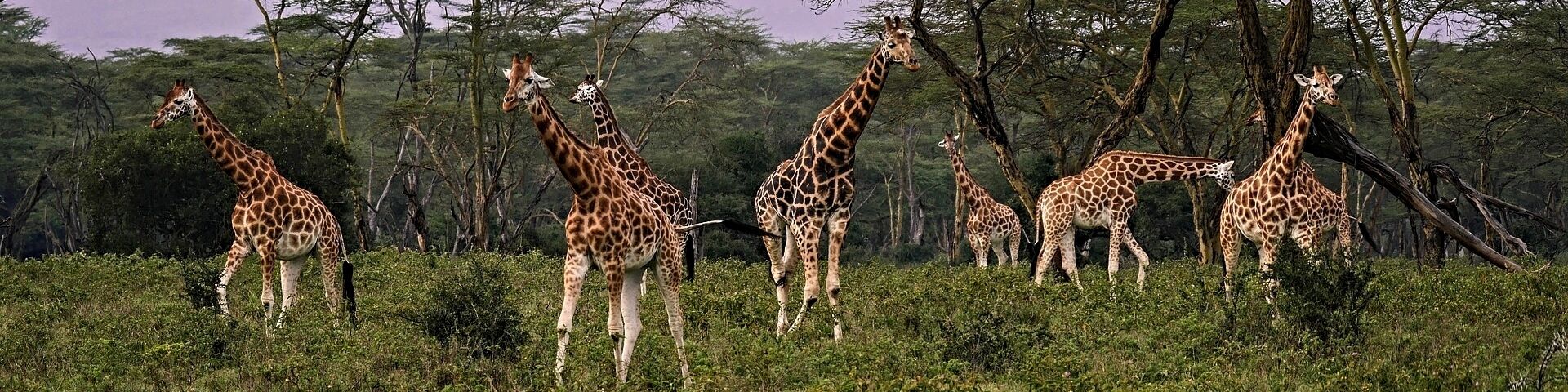 Thornicroft Giraffes in Zambia