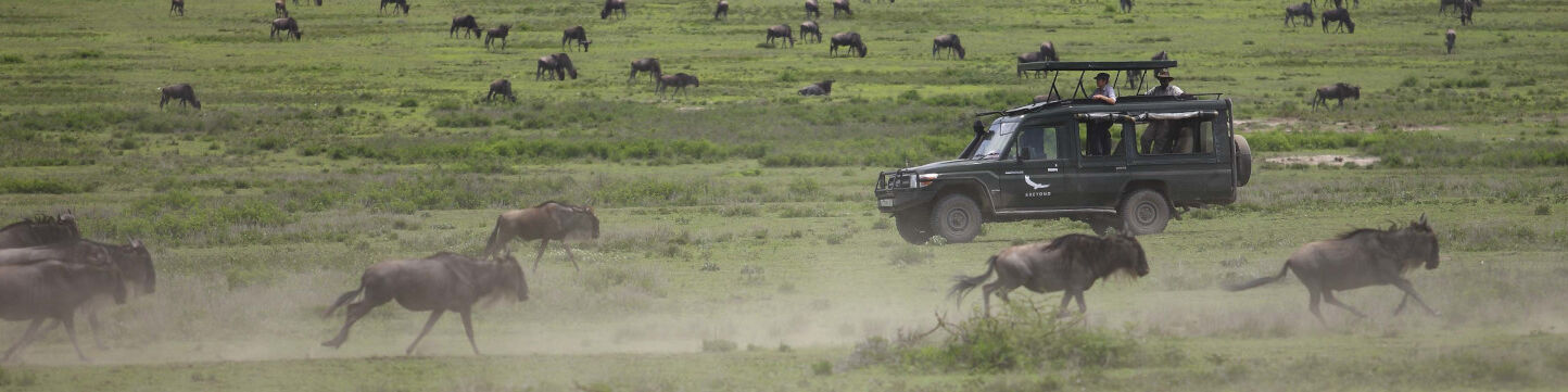 Tours and Safaris to Tanzania Serengeti Migration Area Game Drive