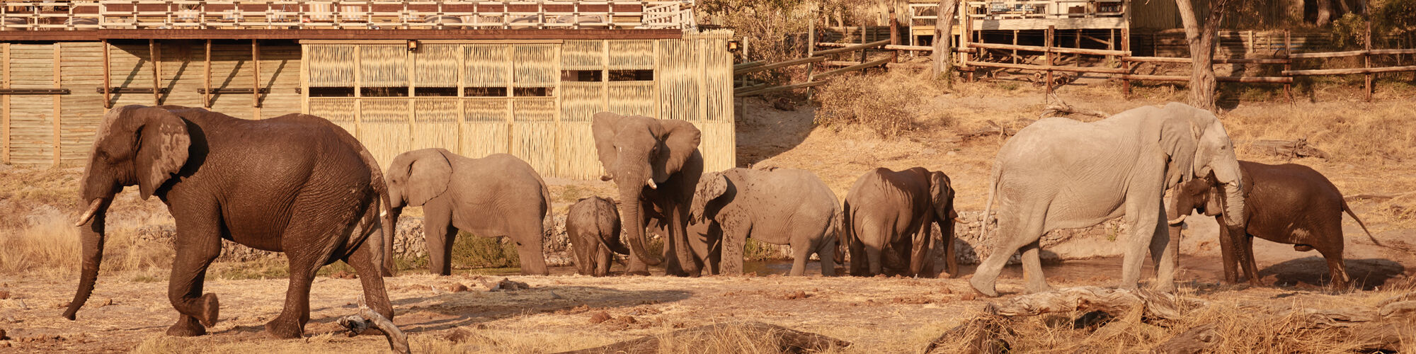 Savute Elephant Camp, banner