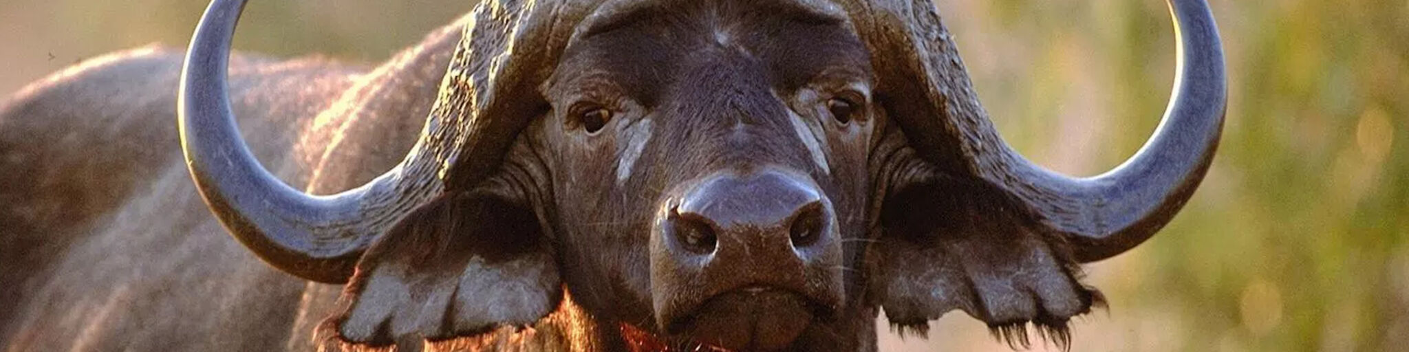 6 Reasons Buffalos May be the Snarkiest Beasts on the Planet