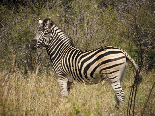 Travel Guide Malaria-free, Big 5 Madikwe Game Reserve